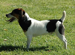 Jack Russell Terrier