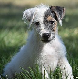 Jack Russell Terrier