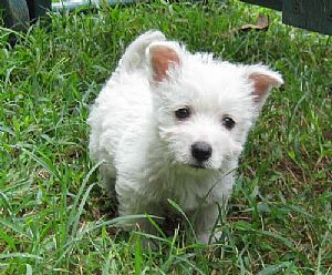 West Highland White Terrier