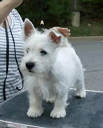 Strawberry River Papillons & Westies