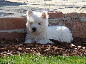 Strawberry River Papillons & Westies
