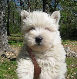 strawberry river westies