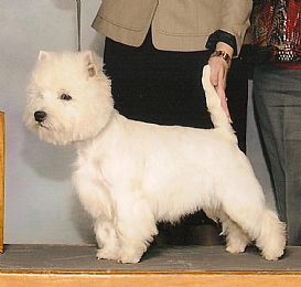 West Highland White Terrier