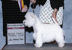 West Highland White Terrier