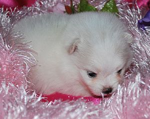 Pomeranian