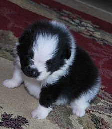 Pomeranian