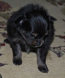Pomeranian