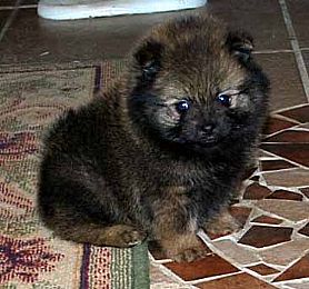 JrDoggies Pomeranians