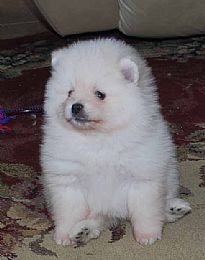 JrDoggies Pomeranians