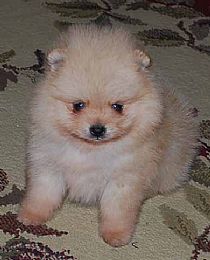 JrDoggies Pomeranians