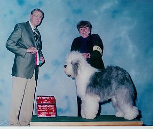 Old English Sheepdog