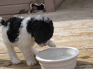 Portuguese Water Dog