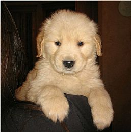 Mattiaci Golden Retrievers