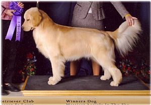 Golden Retriever