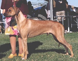 Rhodesian Ridgeback