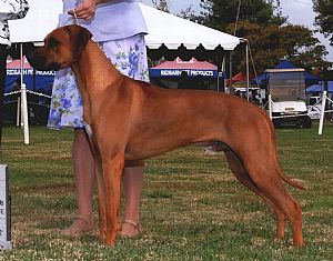 Blue Nile Rhodesian Ridgebacks