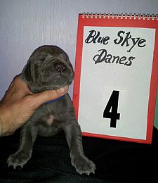 BLUE SKYE DANES IN OKLAHOMA