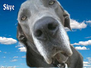 BLUE SKYE DANES IN OKLAHOMA