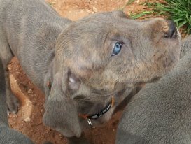 Great Dane