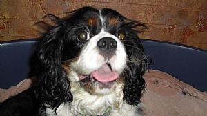 Cavalier King Charles Spaniel