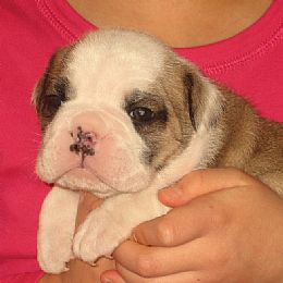 Bulldog