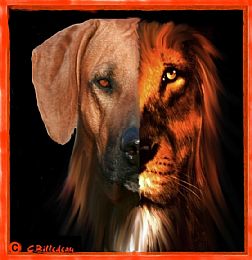 Rhodesian Ridgeback