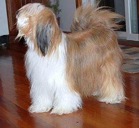Tibetan Terrier