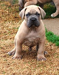 Cane Corso