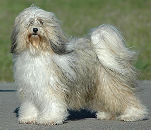 Tibetan Terrier Puppies on Tibetan Terrier Breeders And Tibetan Terriers For Sale