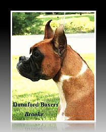 Boxer
