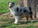 Australian Shepherd