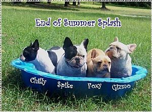French Bulldog