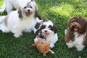 Nevena's Truelove Havanese