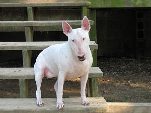 Bull Terrier