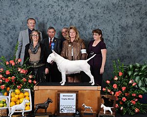 Bull Terrier