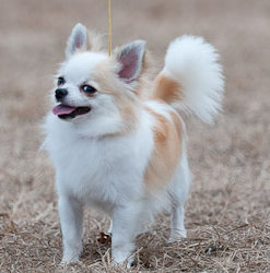 Chihuahua