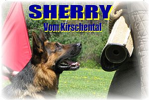 German Shepherd Dog
