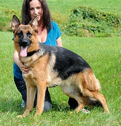 German Shepherd Dog
