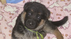 German Shepherd Dog
