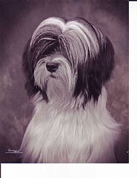 Tibetan Terrier