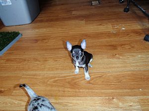 Chihuahua