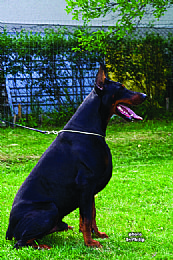 Doberman