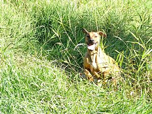 Rhodesian Ridgeback