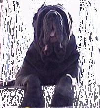 Neapolitan Mastiff