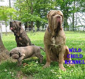 Neapolitan Mastiff