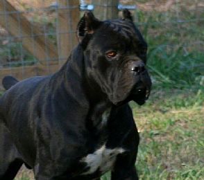 Avalanche Cane Corso