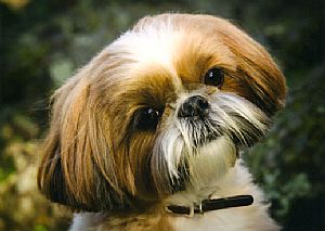 Shih+tzu+bichon+frise+temperament