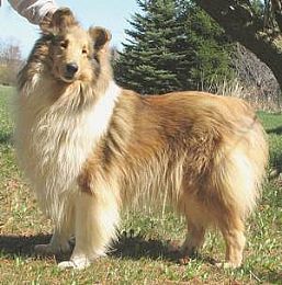 Collie Puppies