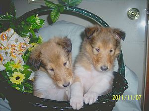 Collie