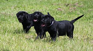 Labrador Retriever